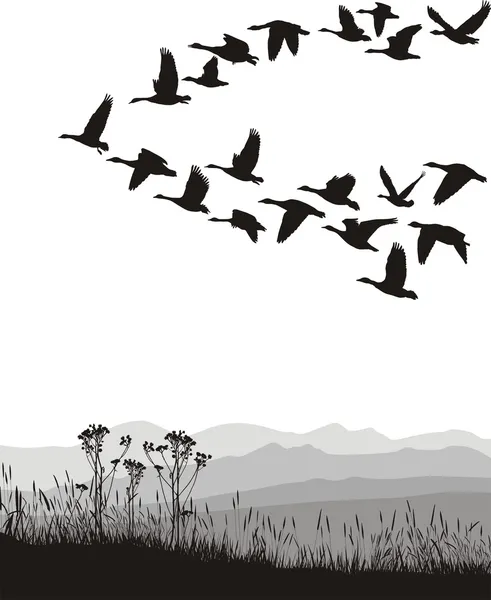 Gansos migratorios en primavera y otoño — Archivo Imágenes Vectoriales