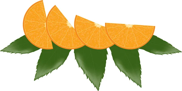Hojas y rodajas de naranja — Stockvector