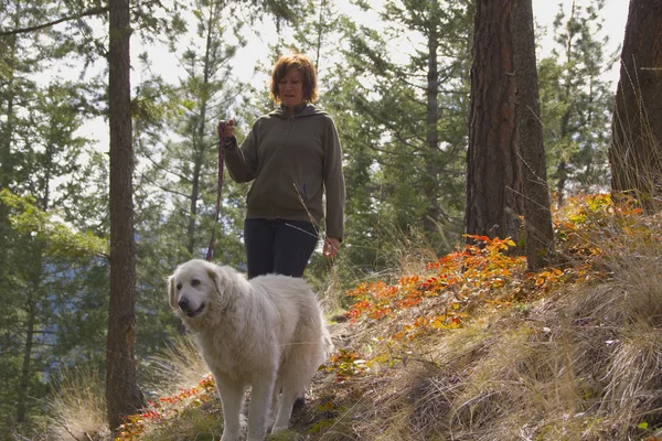Vrouw lopen maremma hond in de bomen Rechtenvrije Stockfoto's