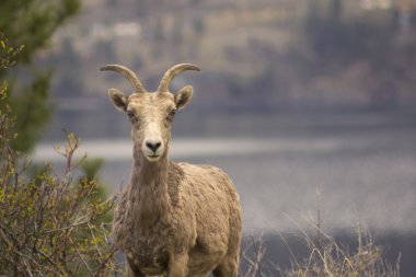 Landscape photo of Bighorn Sheep in Kelowna clipart