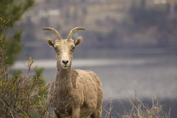 Krajobraz Fotografia owiec bighorn w kelowna Obrazy Stockowe bez tantiem