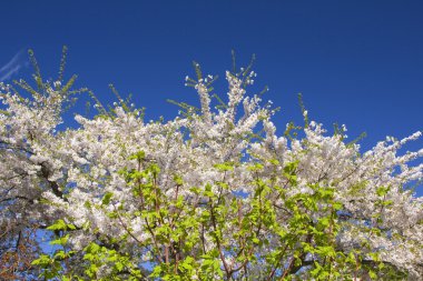 Flora bunda