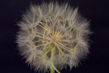 Western Salsify (Tragopogon dubius) clipart