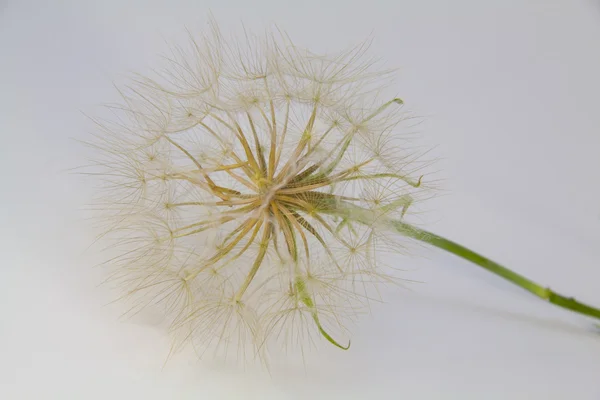 stock image Western Salsify on a white background