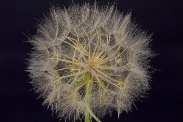 stock image Western Salsify (Tragopogon dubius)