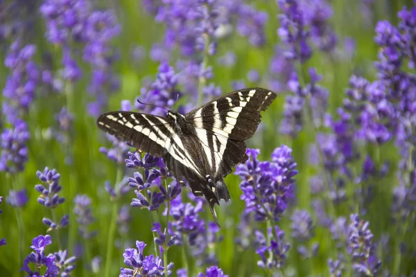 stock image Wood nymph butterfly on Lavender