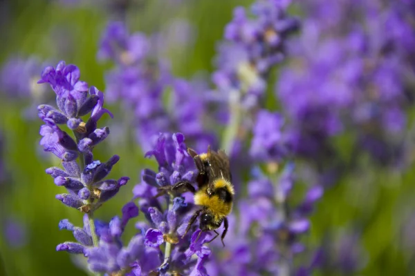 stock image Honey bee and Lavender