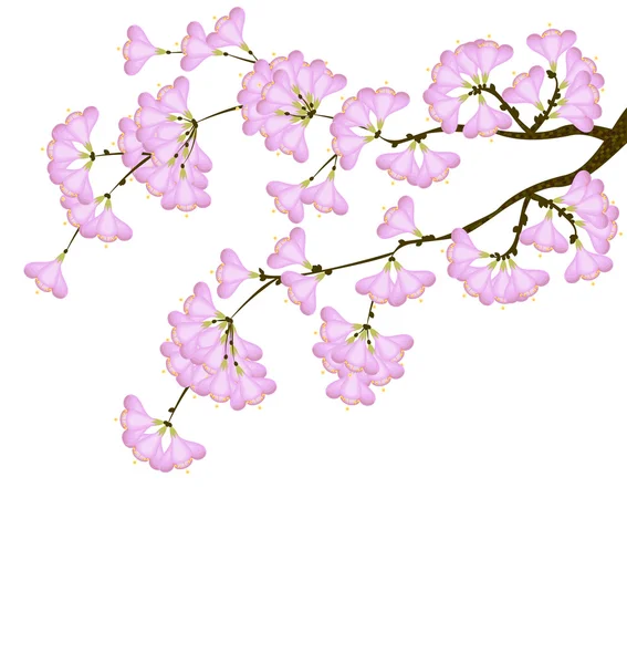 Flor de cerejeira — Vetor de Stock