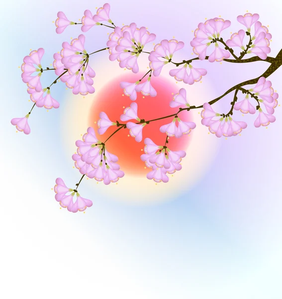 Flor de cereja na primavera — Vetor de Stock
