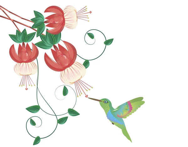 Hummingbird recebendo néctar de uma flor — Vetor de Stock