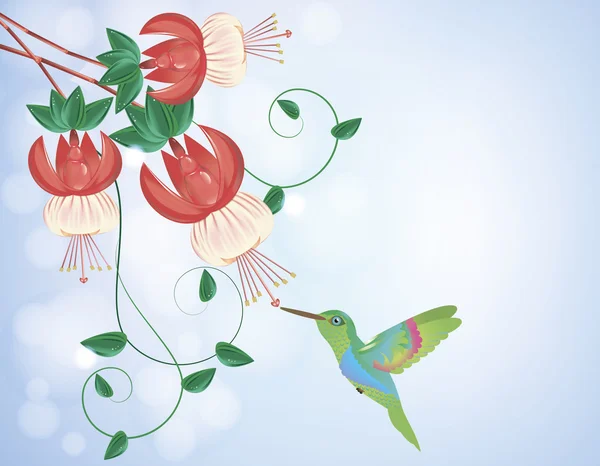 Kolibri bekommt Nektar aus einer Blume — Stockvektor