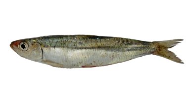 Sardine clipart