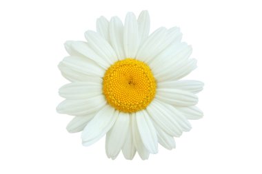 Daisy isolated clipart