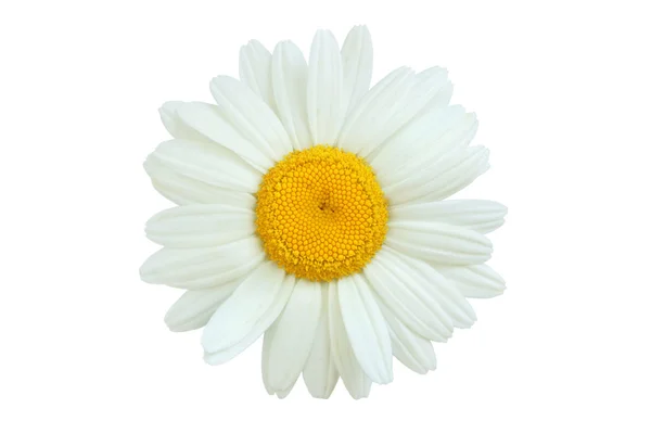Daisy isolated Stock Picture