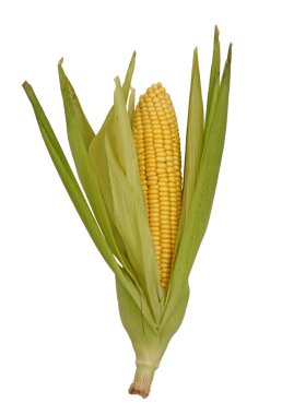 Raw corn on white clipart
