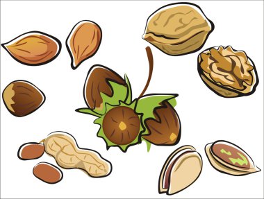 Nuts collection clipart