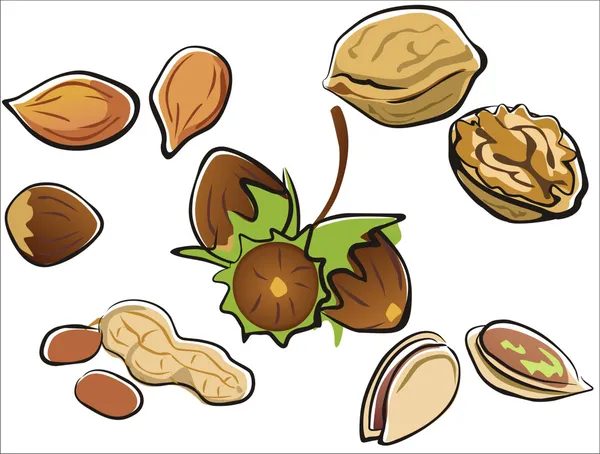 Ořechy kolekce — Stockový vektor