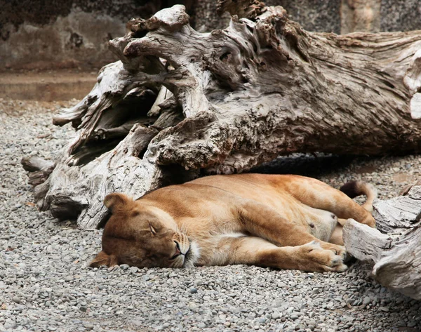 Спящая львица — стоковое фото