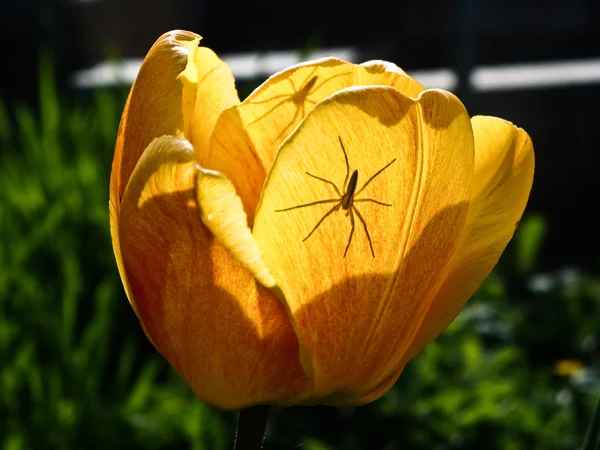 Two spiders One tulip — Stock Photo, Image