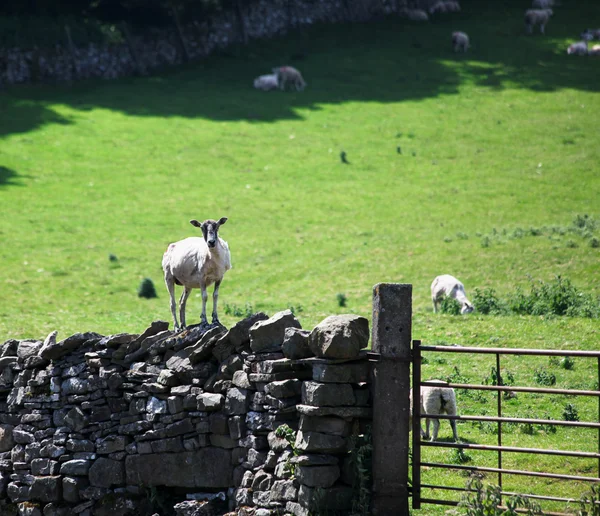 Забор шагающим овцам — стоковое фото