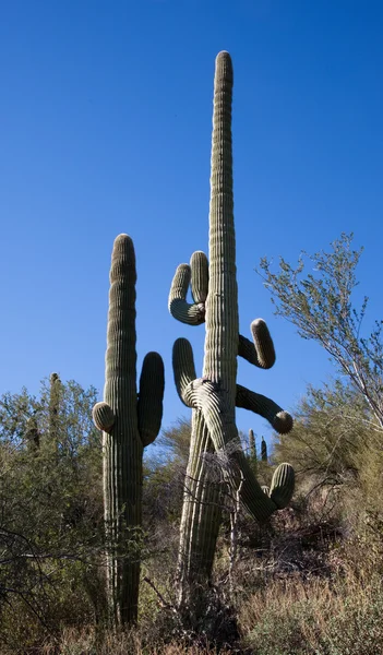 Gek wapens cactus en zijn kortere vriend — Stockfoto