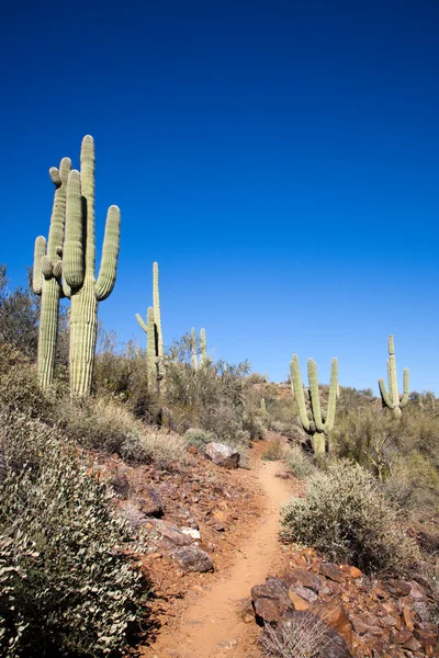 Trail genom kaktus — Stockfoto