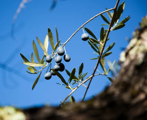 Zwarte olijven op een tak — Stockfoto