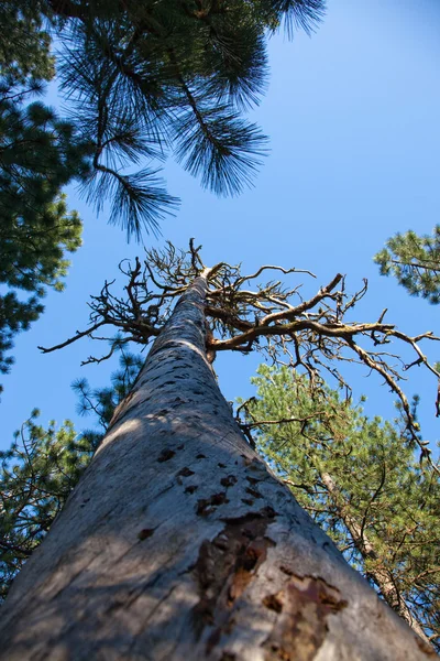 Stock image Dead Tree