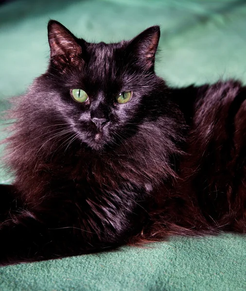 Czarny kot z zielonymi oczami — Zdjęcie stockowe