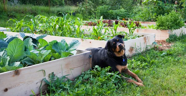 Gardening with Man's Best Friend — Stock Photo, Image