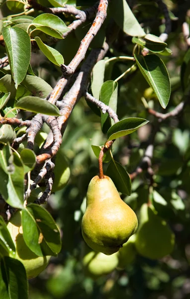 Päron på ett träd — Stockfoto