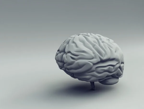 Mózg - 3d — Zdjęcie stockowe