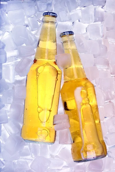 Пляшки пива в льоду — стокове фото