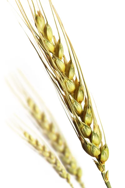 Пшеница на белом — стоковое фото