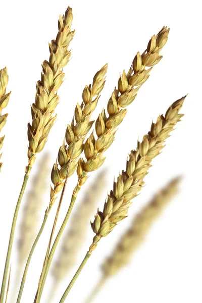 Tumpukan gandum — Stok Foto