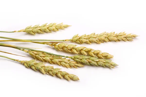 Tumpukan gandum — Stok Foto