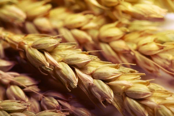 Pila de trigo —  Fotos de Stock
