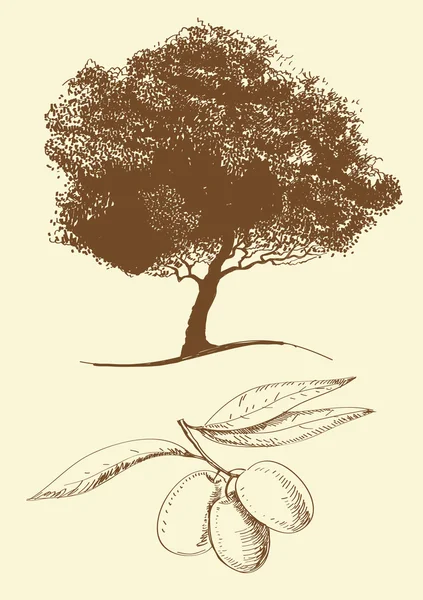 Huile d'olive — Image vectorielle