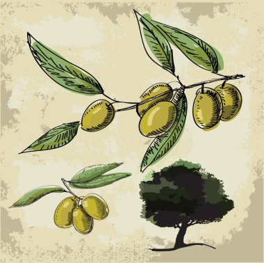 Olive oil clipart