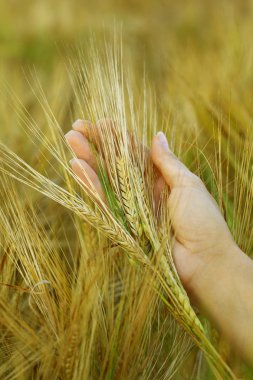 Hand in wheat field. clipart