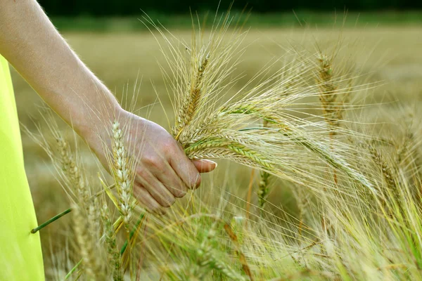 Mão no campo de trigo . — Fotografia de Stock