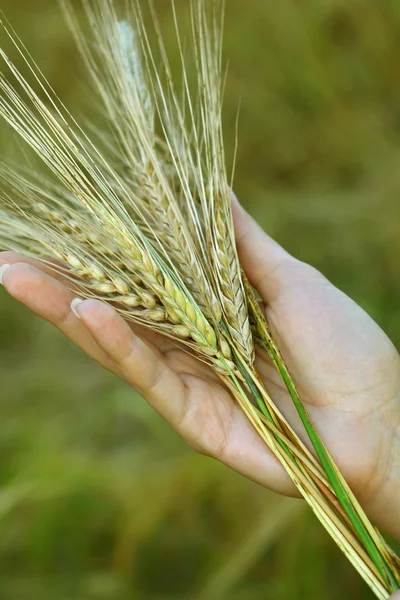 Mano en campo de trigo . —  Fotos de Stock