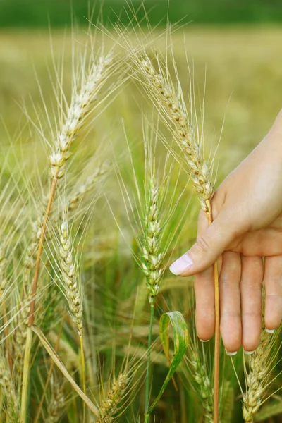 Пшеничное поле . — стоковое фото