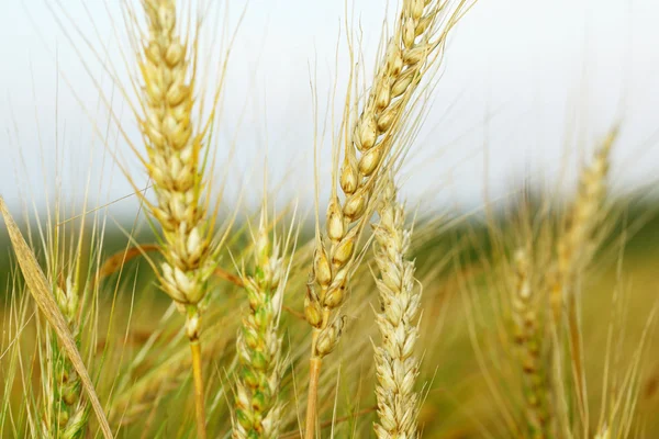 Уши пшеницы — стоковое фото