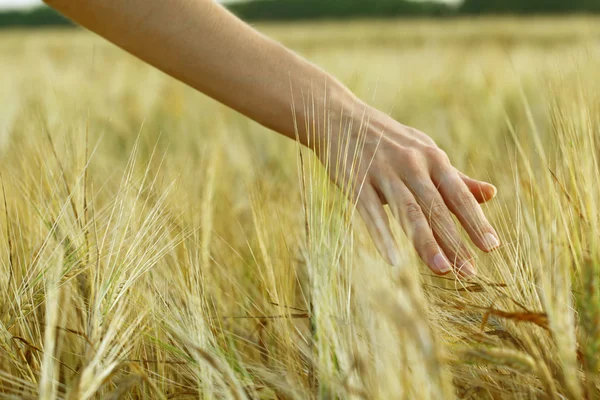 Ruku v pšeničné pole. — Stock fotografie