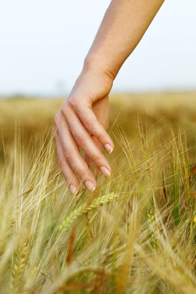 Hand in Hand im Weizenfeld. — Stockfoto