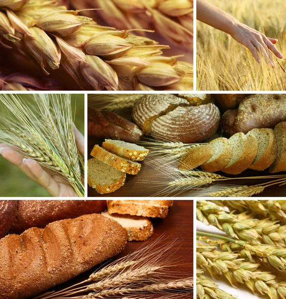 Kolaż zbóż — Zdjęcie stockowe