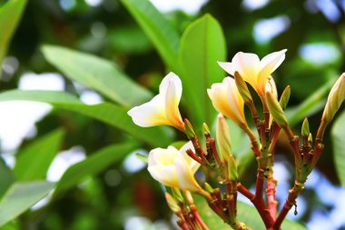 Frangipani (Plumeria)