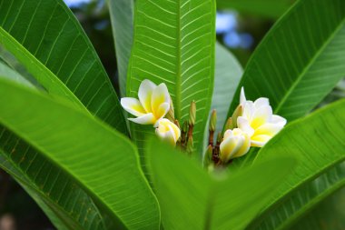 Frangipani (Plumeria)