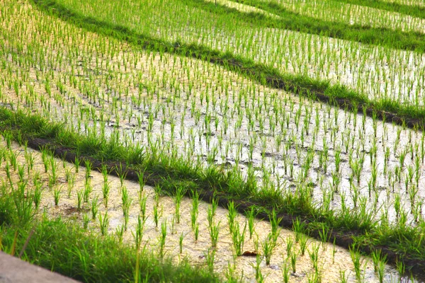 Paddy rice in field — Stock Photo, Image